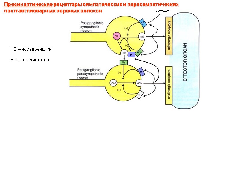 Пресинаптические рецепторы симпатических и парасимпатических постганглионарных нервных волокон NE – норадреналин  Ach –